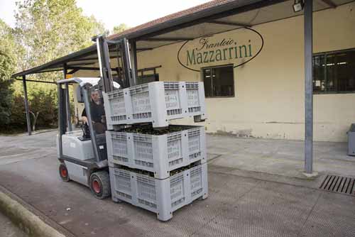 frantoio Frantoio Mazzarrini 1