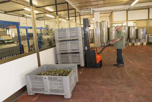 frantoio Frantoio Mazzarrini 2