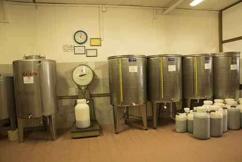 frantoio Frantoio Mazzarrini 21