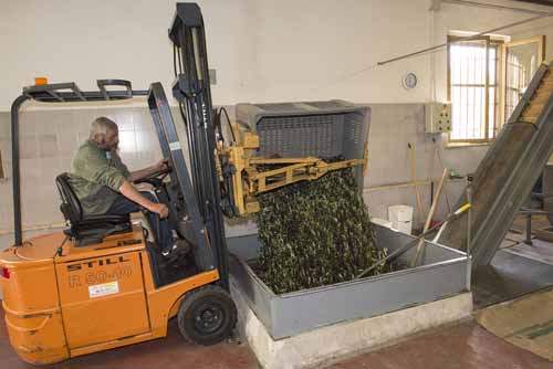 frantoio Frantoio Mazzarrini 3