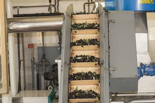 frantoio Frantoio Mazzarrini 4