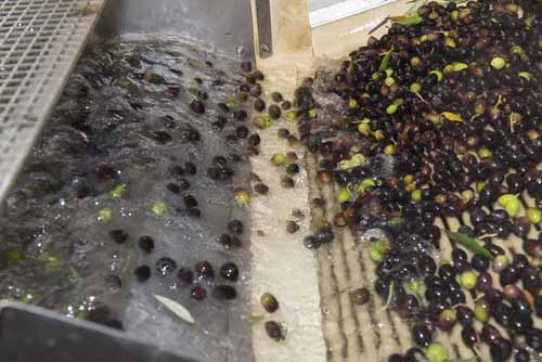 frantoio Frantoio Mazzarrini 5