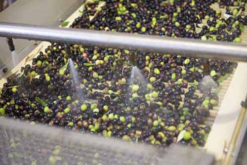 frantoio Frantoio Mazzarrini 6