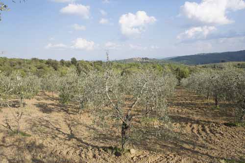 varieta olivi Frantoio Mazzarrini 1