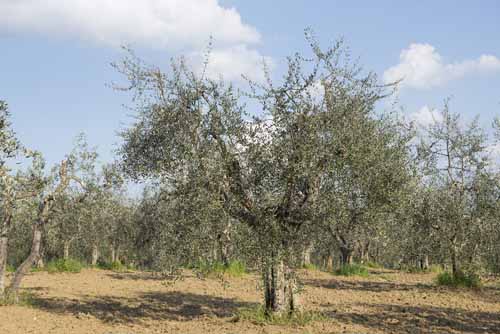 varieta olivi Frantoio Mazzarrini 2