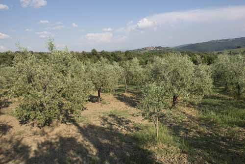 varieta olivi Frantoio Mazzarrini 4