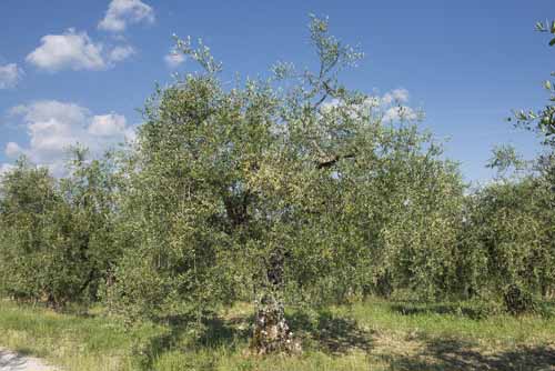 varieta olivi Frantoio Mazzarrini 5