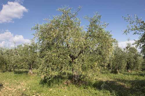 varieta olivi Frantoio Mazzarrini 6