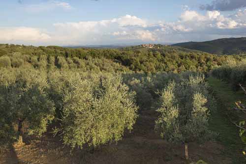 varieta olivi Frantoio Mazzarrini 7