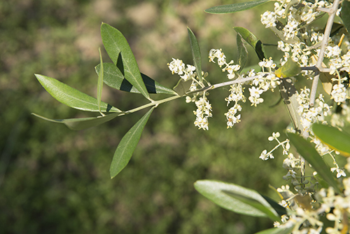 varieta olivi Frantoio Mazzarrini 9